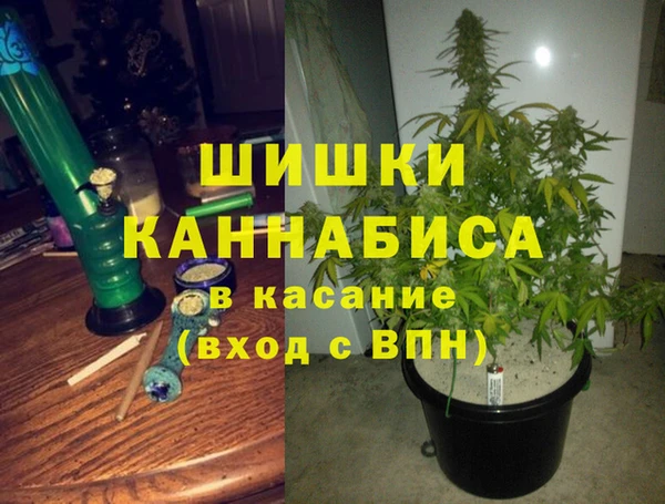 прущие грибы Инта